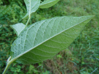 Verso des feuilles. Agrandir dans une nouvelle fenêtre (ou onglet)